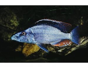 Dimidiochromis compressiceps - Cichlida plochohlavá 4-5 cm