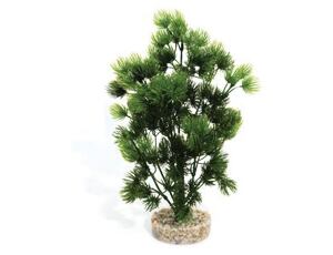 Rostlina Wild Moss