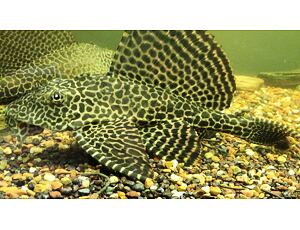 Glyptoperichthys gibbiceps 3-4 cm