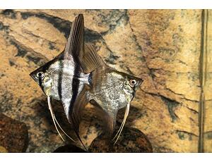 Pterophyllum scalare Natur diamant - Skalára 4-5 cm