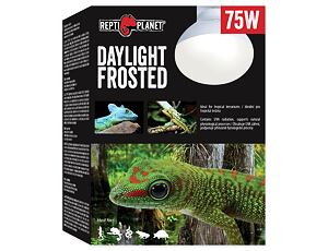 Žárovka REPTI PLANET Daylight Frosted 75W