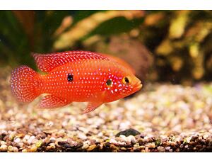 Hemichromis lifalili - Perlovka rudá 3-4 cm