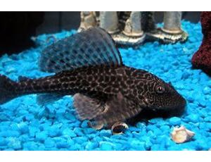 Hypostomus plecostomus - Krunýřovec plochoústý 4-5 cm