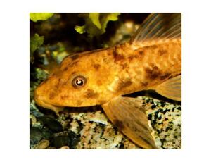 Hypostomus plecostomus gold - Krunýřovec plochoústý gold 4-5 cm