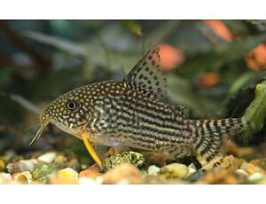 Corydoras sterbai - Pancéřníček Štěrbův 2,5-3 cm