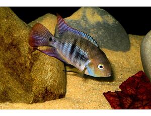 Cichlasoma sajica - Kančík zelenooký  3-4 cm