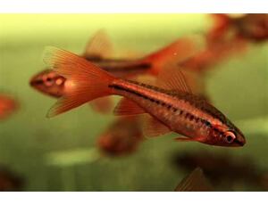 Puntius titteya LF - Parmička duhová závoj 3 cm
