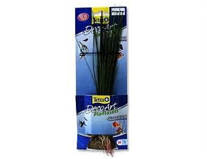 Rostlina Hairgrass M