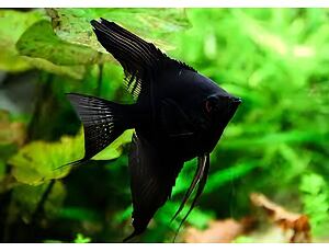 Pterophyllum scalare schwarz - Skalára černá 3-4 cm