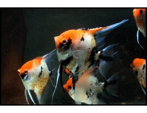 Pterophyllum scalare Rot Devil - Skalára 3-4 cm