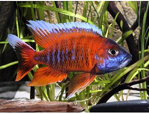 Aulonocara jacobfreibergi Eureka 7-8 cm