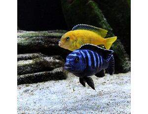 Pseudotropheus saulosi 3-4 cm