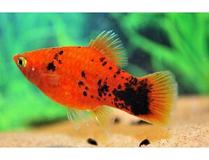 Xiphophorus maculatus Berlin - Plata berlínská 3 cm