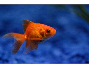 Závojnatka Red Oranda 5 cm