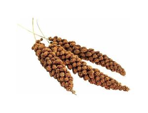 Senegalské proso v klasu 100 g