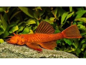 Ancistrus sp. Super Red 6-7 cm - Krunýřovec super červený 6-7 cm