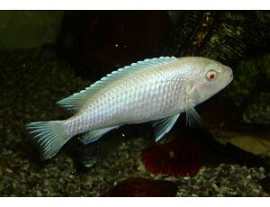 Pseudotropheus socolofi Albino - Tlamovec socolofův albín 3-4 cm
