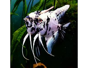 Pterophyllum scalare Platinum panda - Skalára Platinum panda 3-4 cm