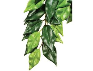 Rostlina Ficus střední 55 cm