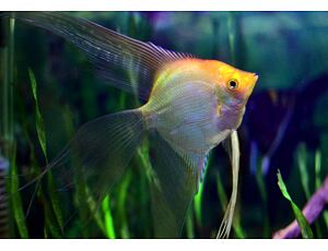 Pterophyllum scalare gold LF - Skalára zlatá závoj 3-4 cm