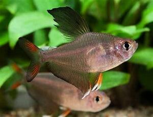 Hyphessobrycon rosaceus - Tetra ozdobná 2,5-3 cm