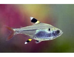 Pristella maxillaris - Tetra průsvitná 2,5-3 cm