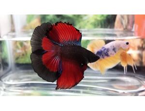 Betta splendens Double Tail  XL samec 5cm