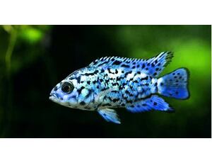 Cichlasoma electric blue Jack Dempsey 3-4 cm