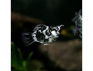 Poecilia sphenops Ballon Silver Calico - Balonová molly 3 cm