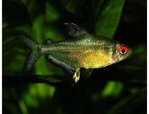 Hyphessobrycon pulchripinnis - Tetra citrónová 2,5-3 cm