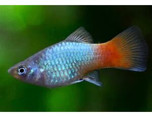 Xiphophorus maculatus Blue Coral - Plata modrá 3 cm