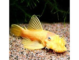 Ancistrus Yellow L144 7-8 cm - Krunýřovec žlutý 7-8 cm