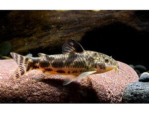 Aspidoras spilotus - Pancéřníček C125 2-3 cm