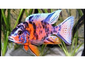 Aulonocara calico 5-6cm