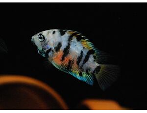 Cichlasoma nigrofasciatum marble - Kančík příčnopruhý 4-5 cm