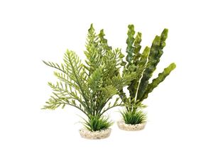 Sydeco Aponogeton/Hottonia MIX