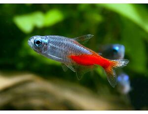 Paracheirodon innesi Diamant - Neonka obecná diamantová 2,5 cm