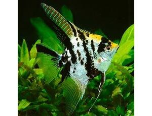 Pterophyllum scalare marble gold head - Skalára 3-4 cm