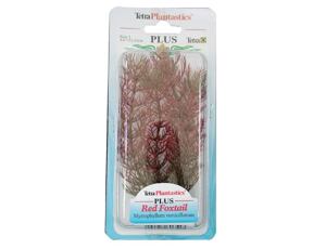 Rostlina Red Foxtail Plus 23 cm