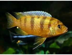Pseudotropheus lombardoi - Tlamovec lombardův 4-5 cm