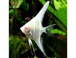 Pterophyllum scalare Albino - Skalára albín 3-4 cm
