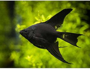 Pterophyllum scalare schwarz LF - Skalára černá závojová 3-4 cm