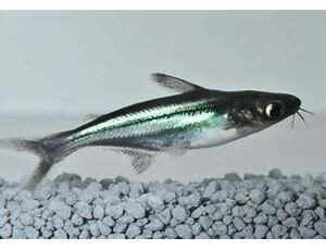 Pangasius sutchi - Sumeček žraločí 5-6 cm