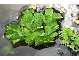 Salvinia auriculata box