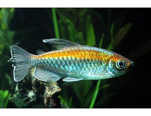 Phenacogrammus interruptus - Tetra konžská 3-4 cm