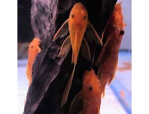 Ancistrus sp. Super Red LF 7-8 cm - Krunýřovec červený závojový 7-8 cm