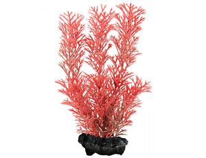 Rostlina TETRA Foxtail Red S