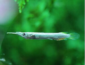 Dermogenys pusilla - Polozobánka malajská 4-5cm