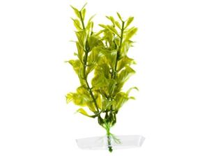 JK AQUARIUM akvarijní rostlinka - Hygrophila mini