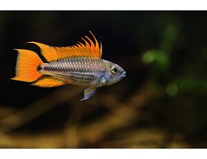 Apistogramma cacatuoides Orange - Cichlidka papouščí 3-4cm